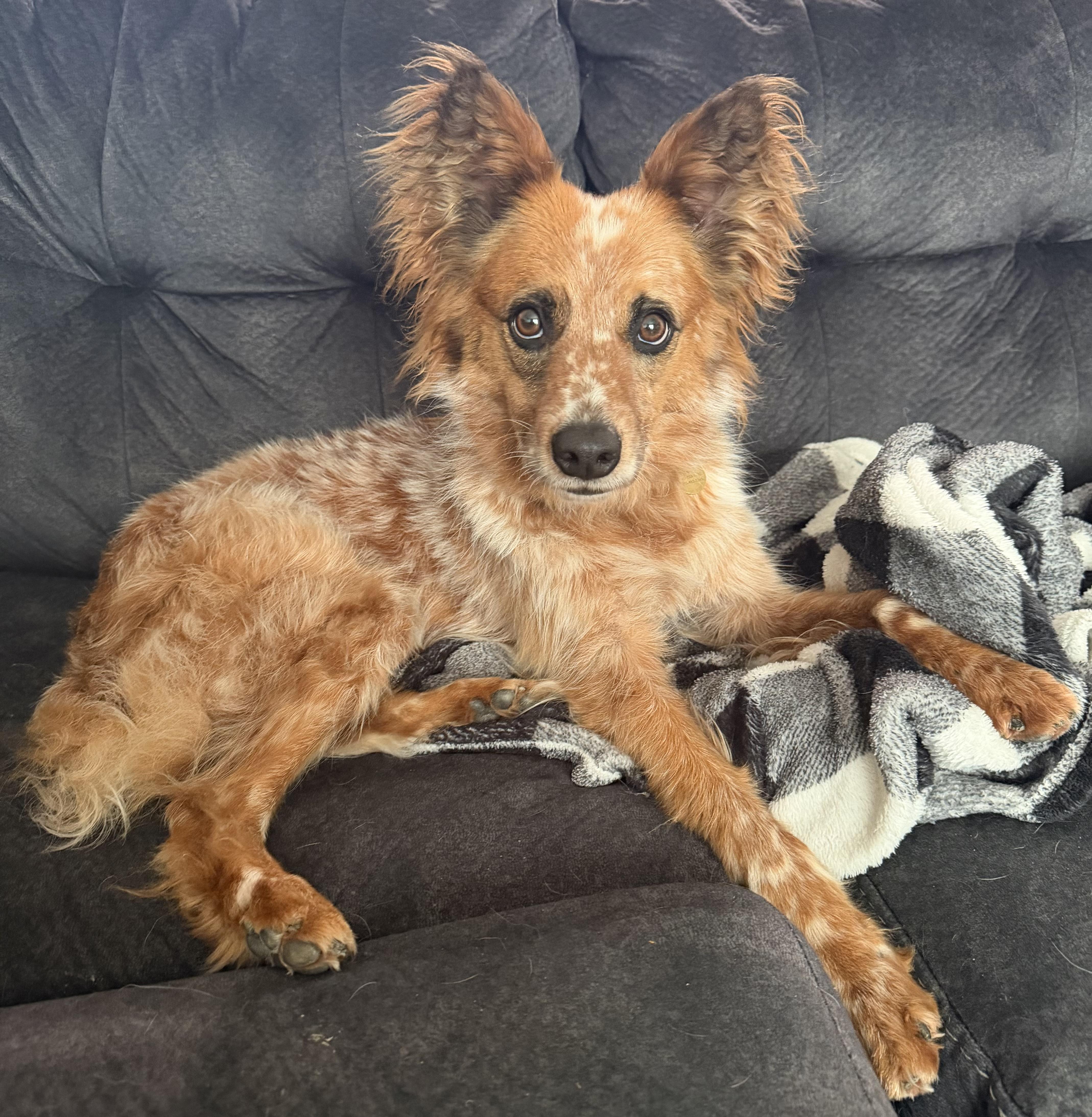 Rip, a Adoptable mixed breed in Richmond, KY image 3/6