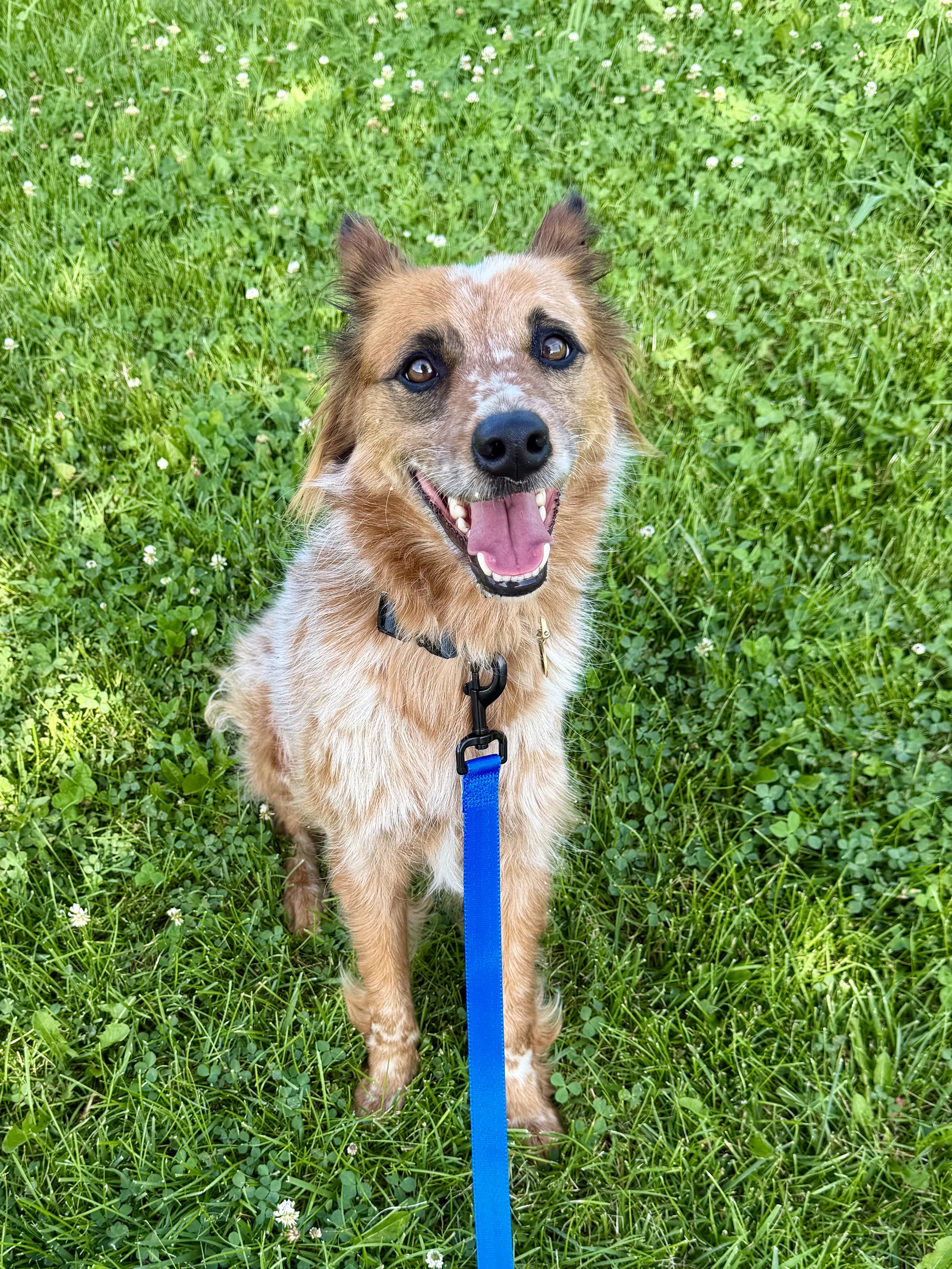 Rip, a Adoptable mixed breed in Richmond, KY image 4/6