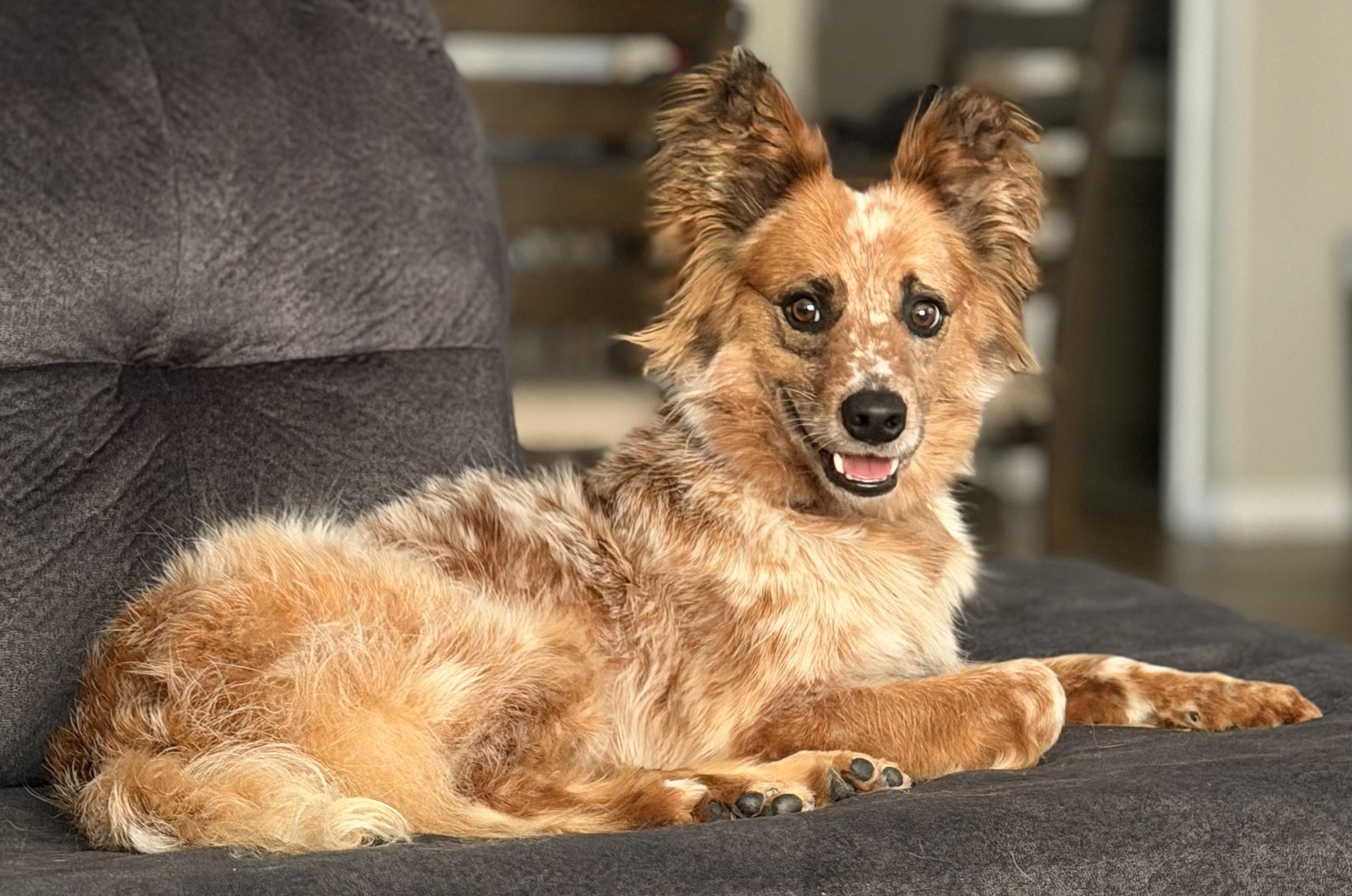 Rip, a Adoptable mixed breed in Richmond, KY image 5/6
