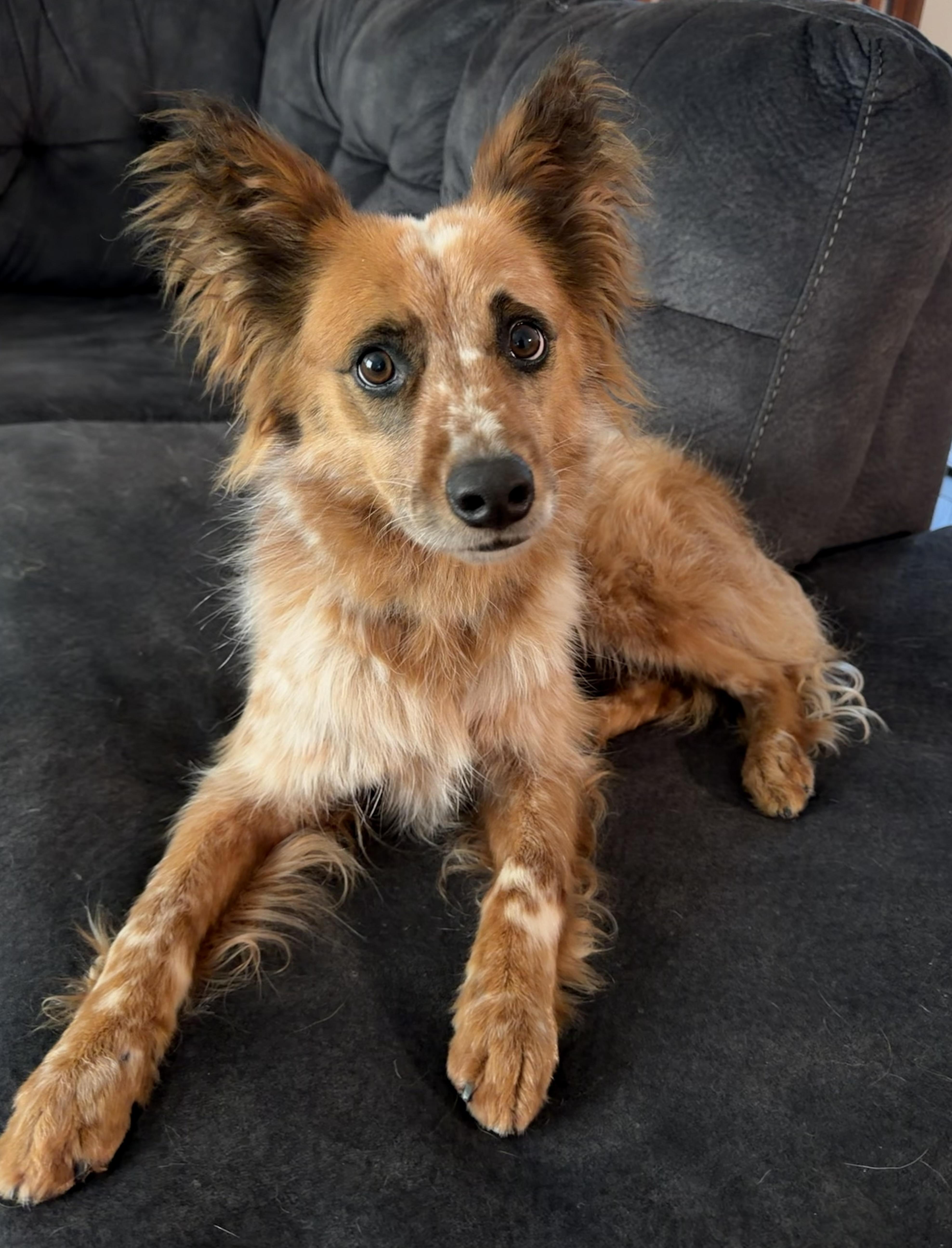 Rip, a Adoptable mixed breed in Richmond, KY image 6/6