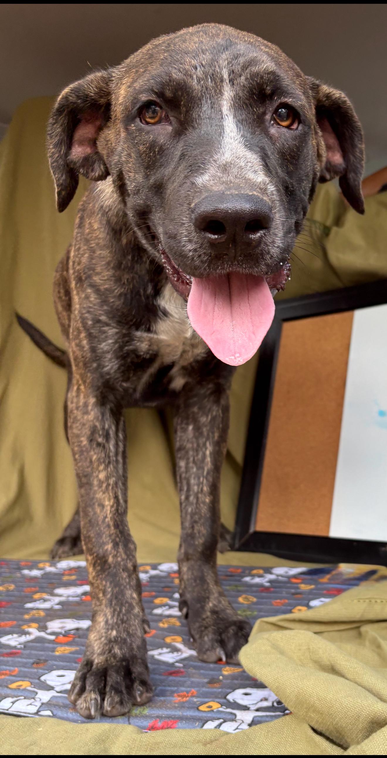 Enlarge Pebbles, a Adoptable mixed breed in Boulder, CO image 2/5