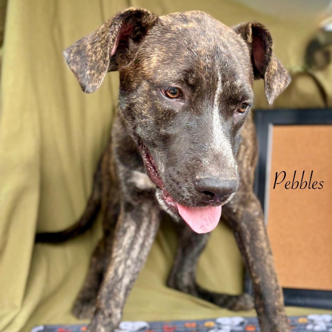 Enlarge Pebbles, a Adoptable mixed breed in Boulder, CO image 3/5