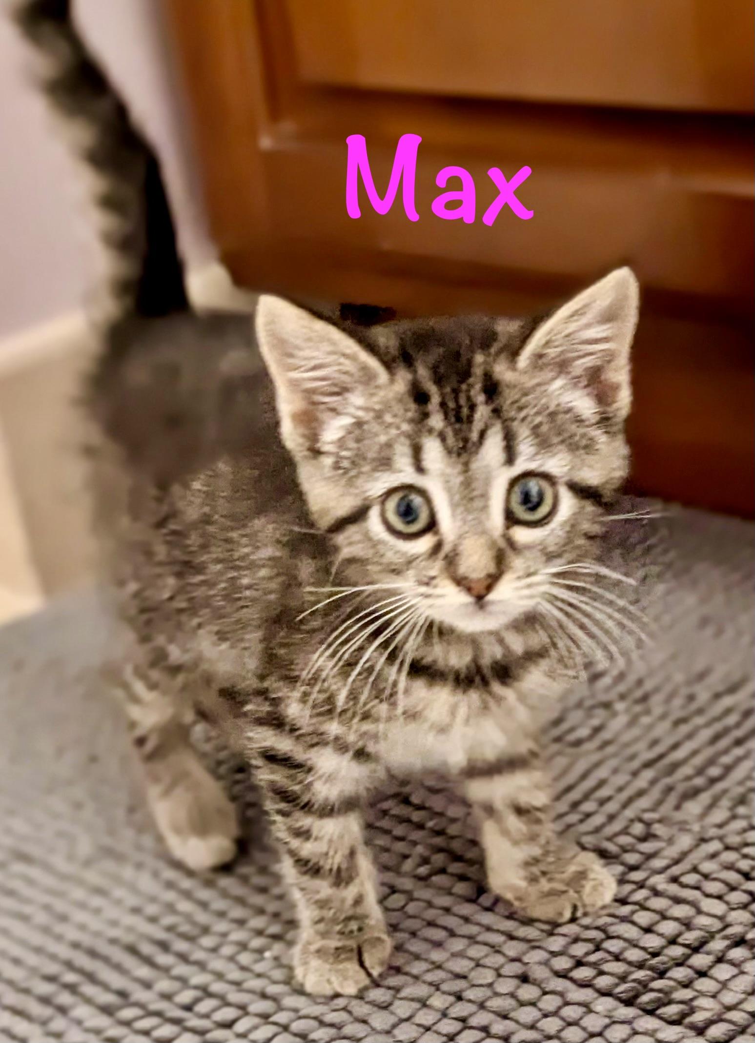 Enlarge Max, a Adoptable Domestic Short Hair in Reston, VA image 5/5
