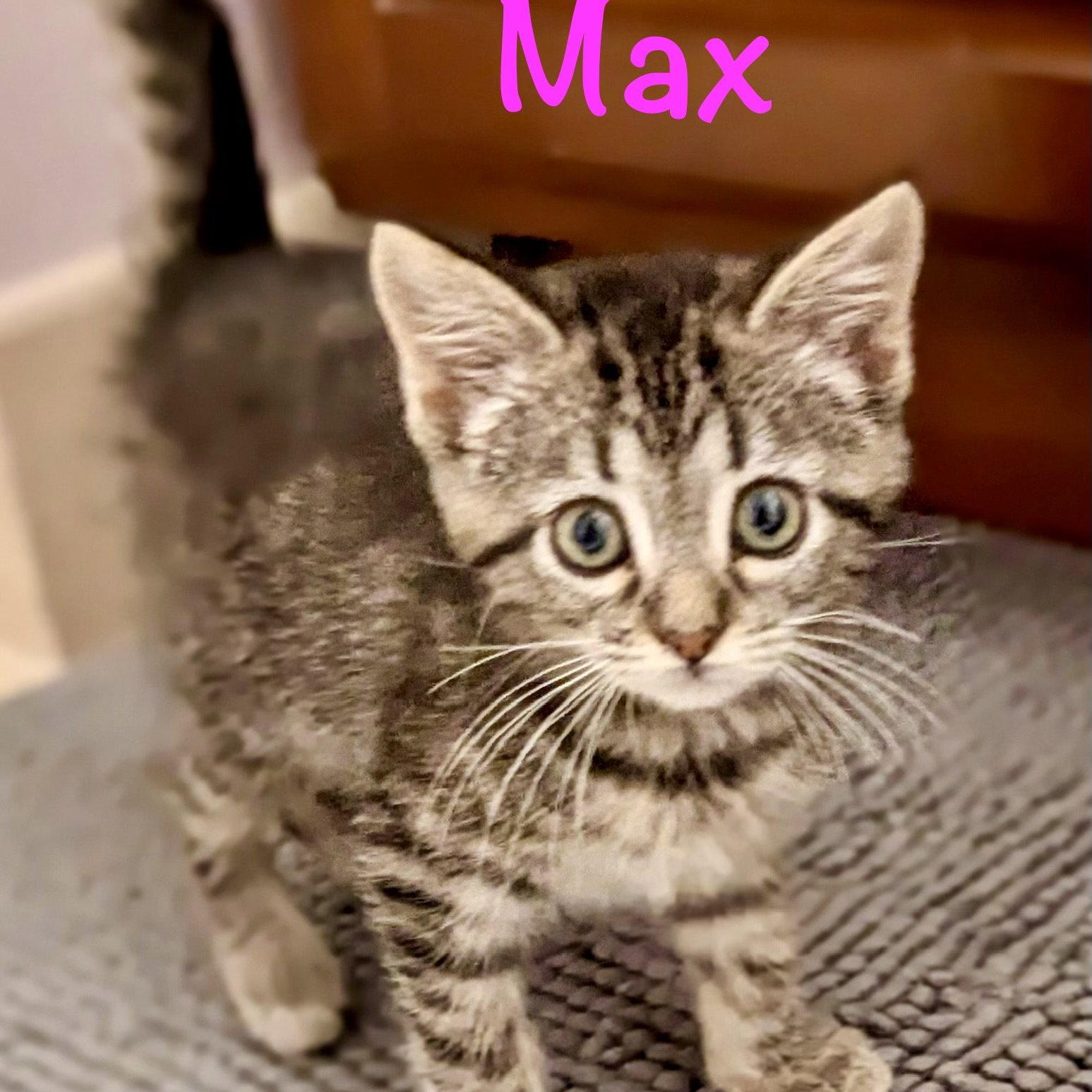 Enlarge Max, a Adoptable Domestic Short Hair in Reston, VA image 2/5