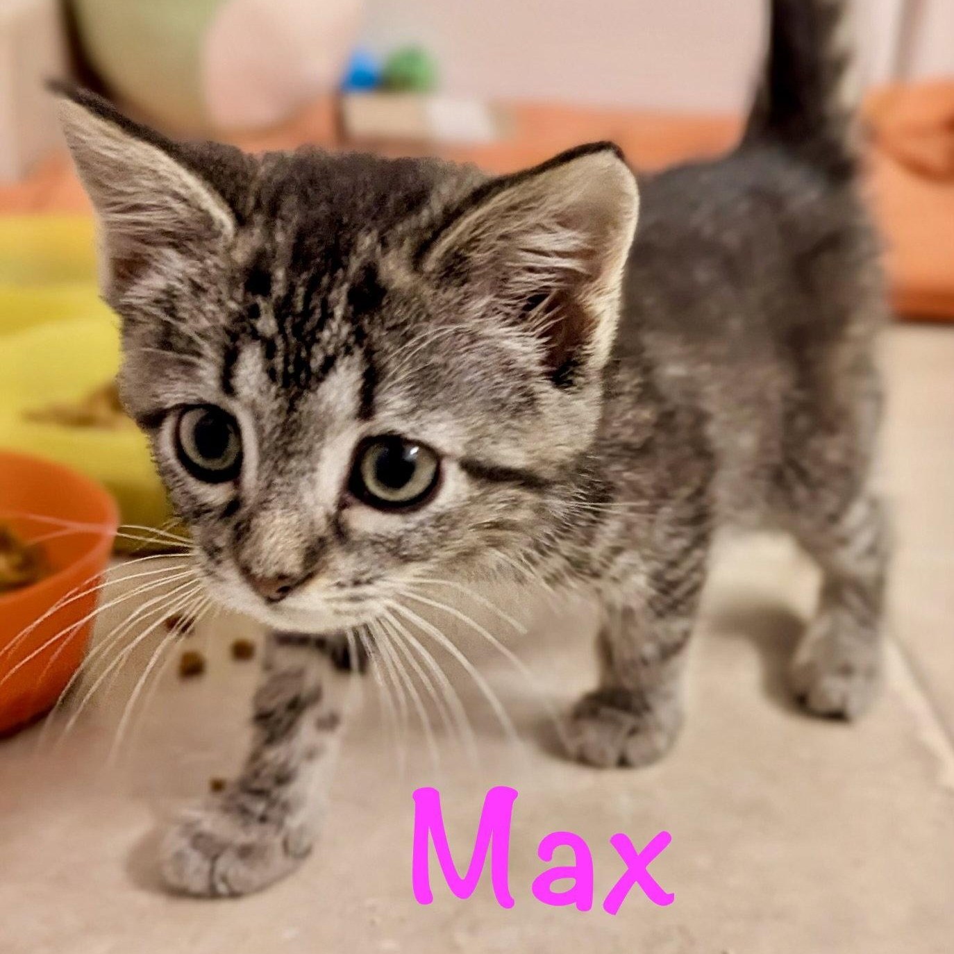 Enlarge Max, a Adoptable Domestic Short Hair in Reston, VA image 3/5