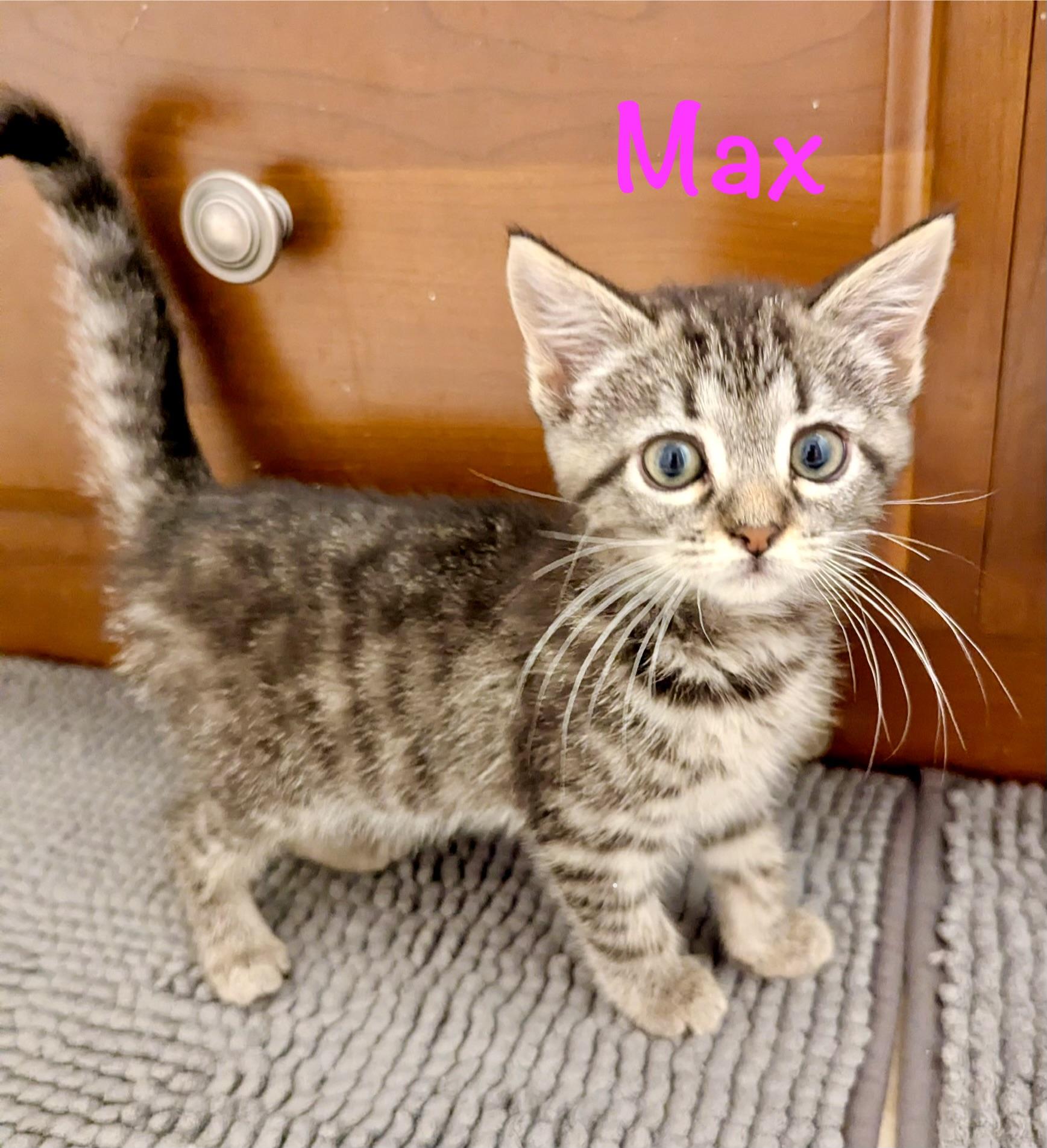 Enlarge Max, a Adoptable Domestic Short Hair in Reston, VA image 4/5