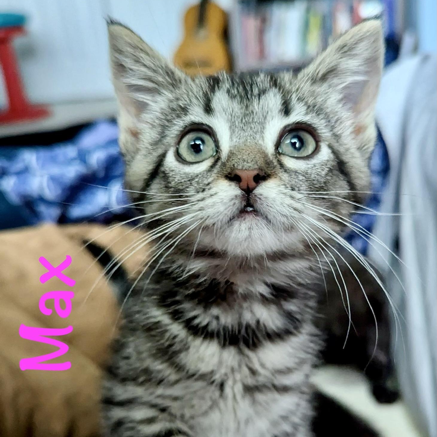 Enlarge Max, a Adoptable Domestic Short Hair in Reston, VA image 1/5