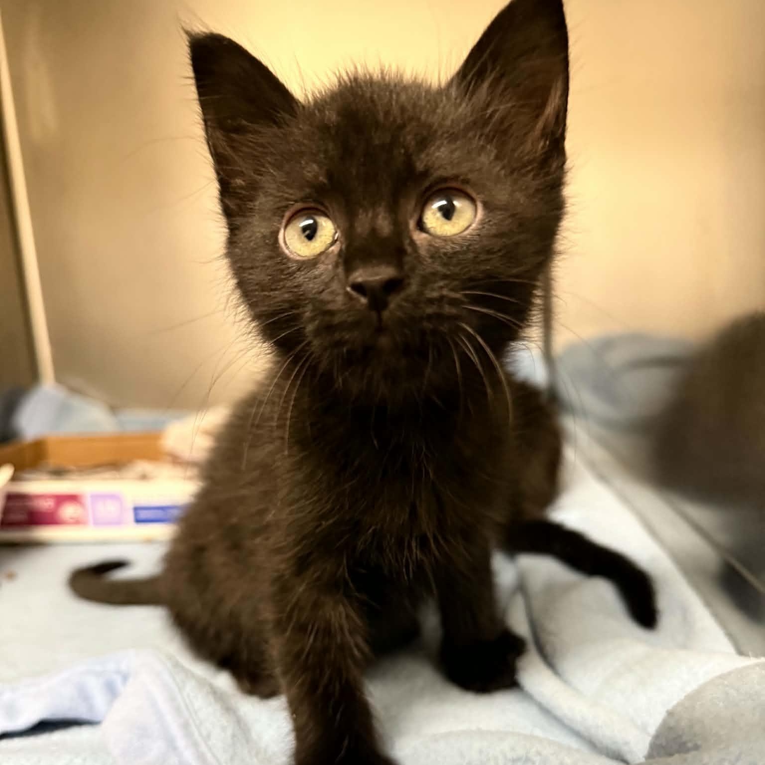 Jelly, adopted, Kitten Male American Shorthair.