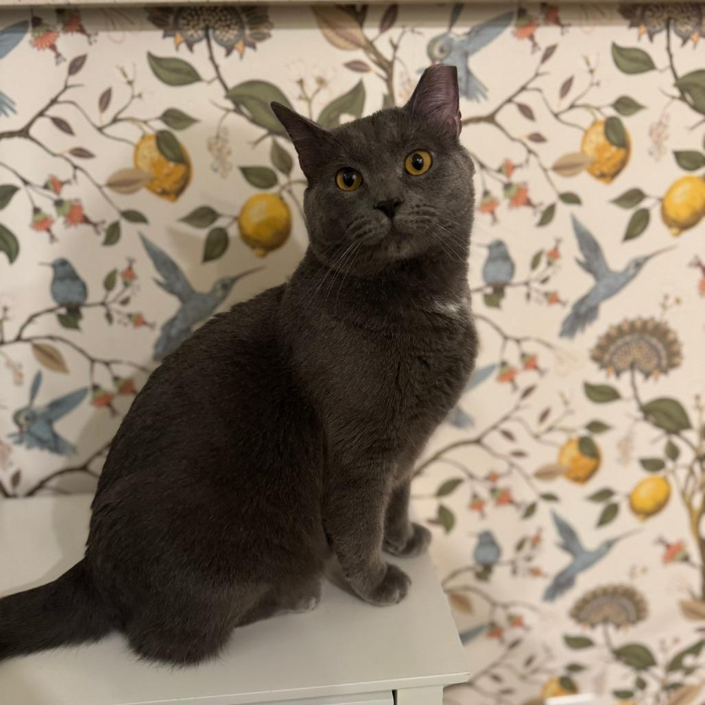 Enlarge Moonman, a Adoptable Domestic Short Hair in Indianapolis, IN image 1/6