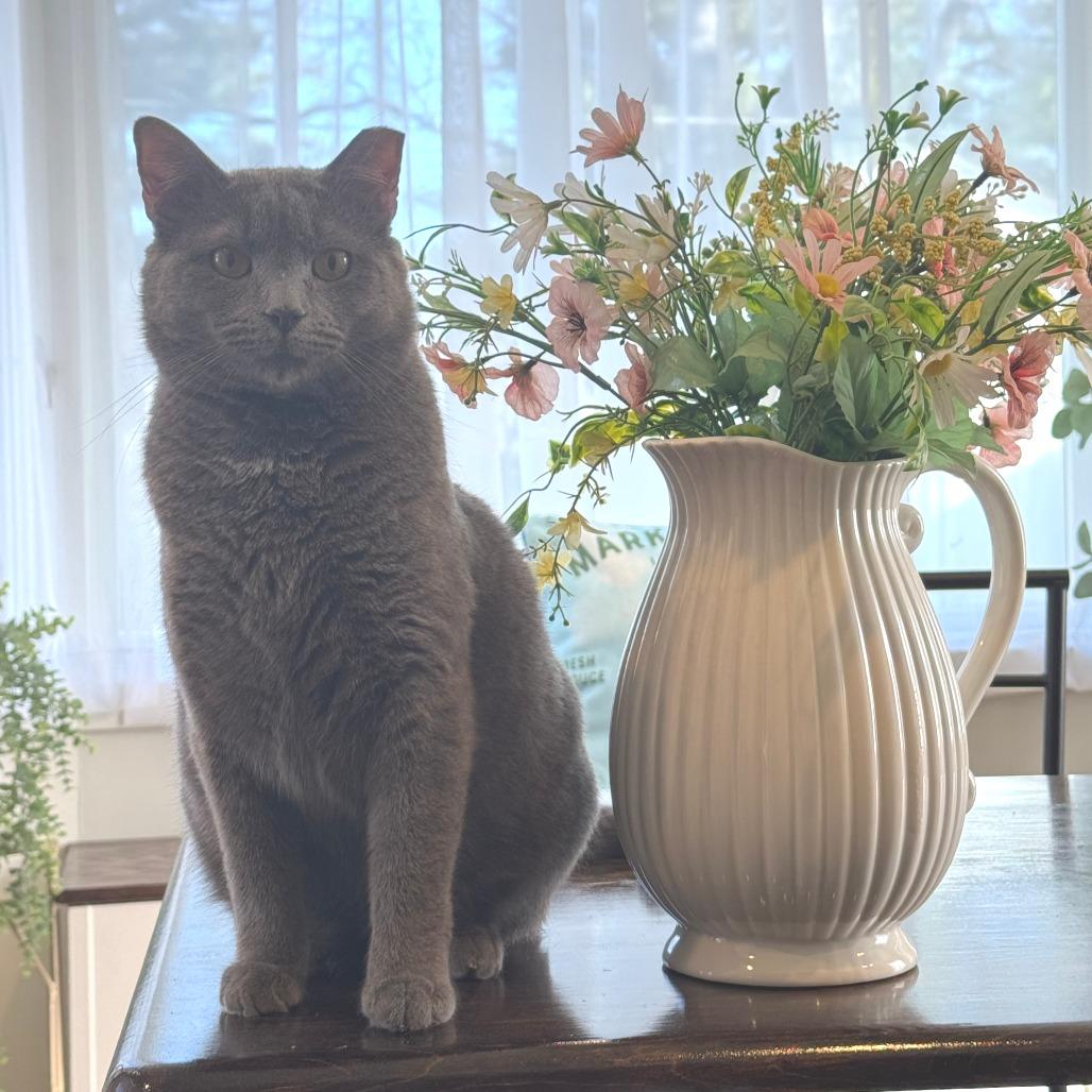 Enlarge Moonman, a Adoptable Domestic Short Hair in Indianapolis, IN image 2/6