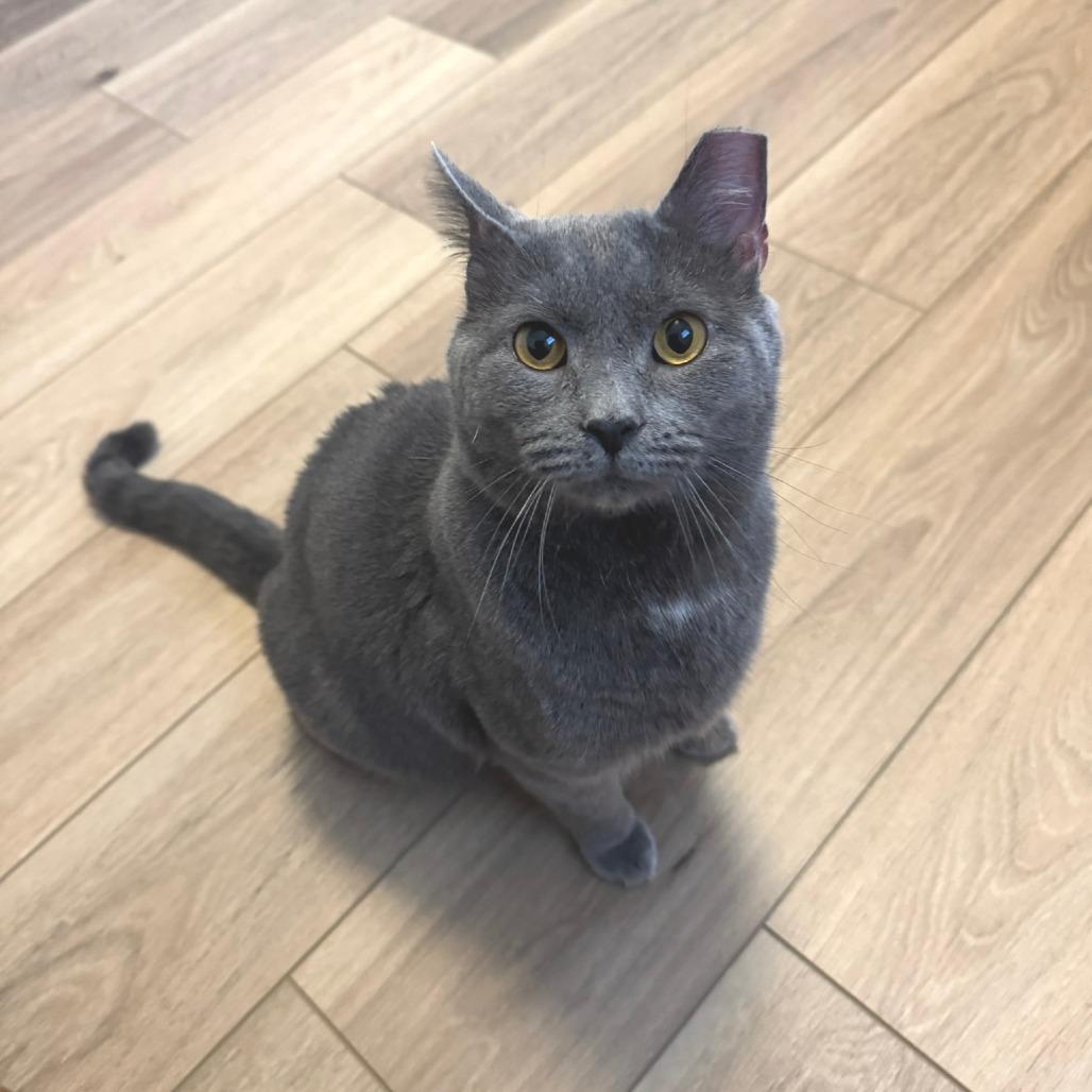 Enlarge Moonman, a Adoptable Domestic Short Hair in Indianapolis, IN image 3/6