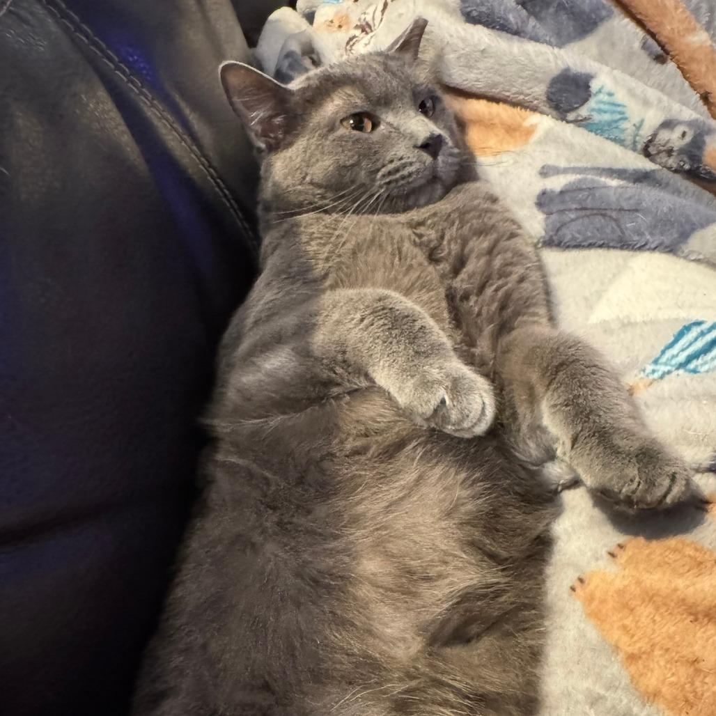 Enlarge Moonman, a Adoptable Domestic Short Hair in Indianapolis, IN image 4/6