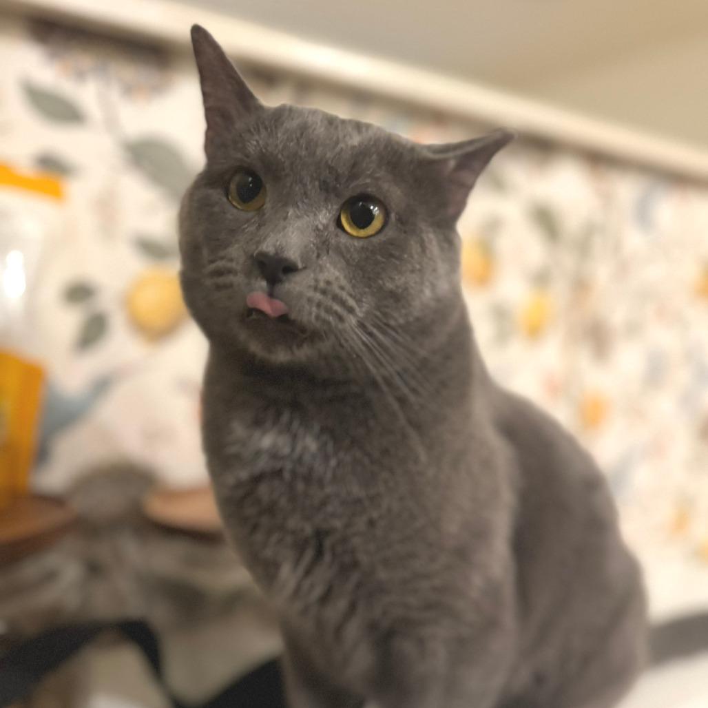 Enlarge Moonman, a Adoptable Domestic Short Hair in Indianapolis, IN image 5/6