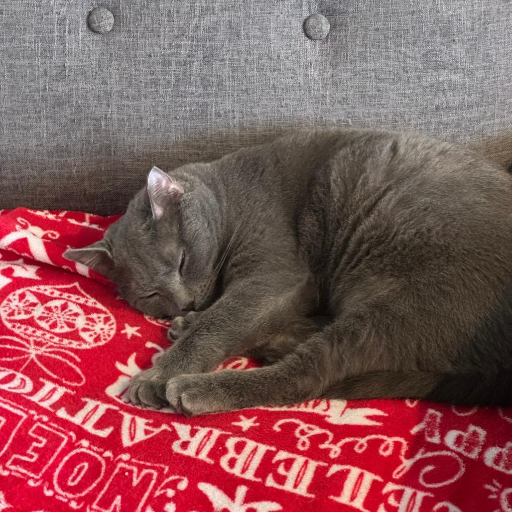 Enlarge Moonman, a Adoptable Domestic Short Hair in Indianapolis, IN image 6/6