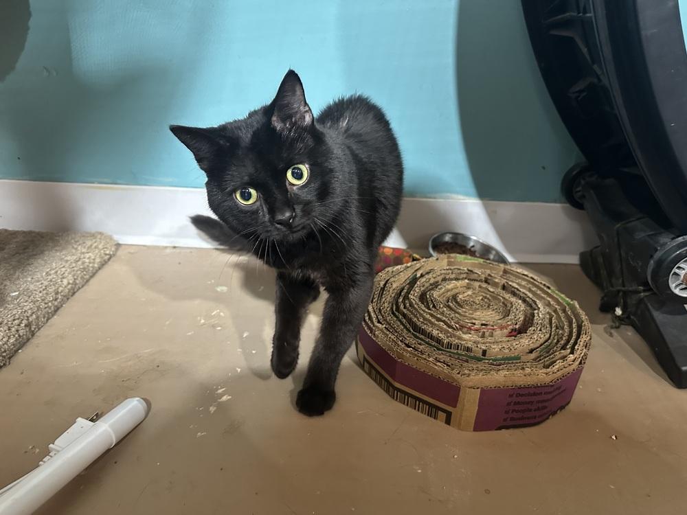 Bebe, Adoptable, Adult Male Domestic Short Hair.