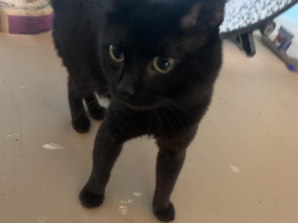 Enlarge Bebe, a Adoptable Domestic Short Hair in Germantown, OH image 2/3