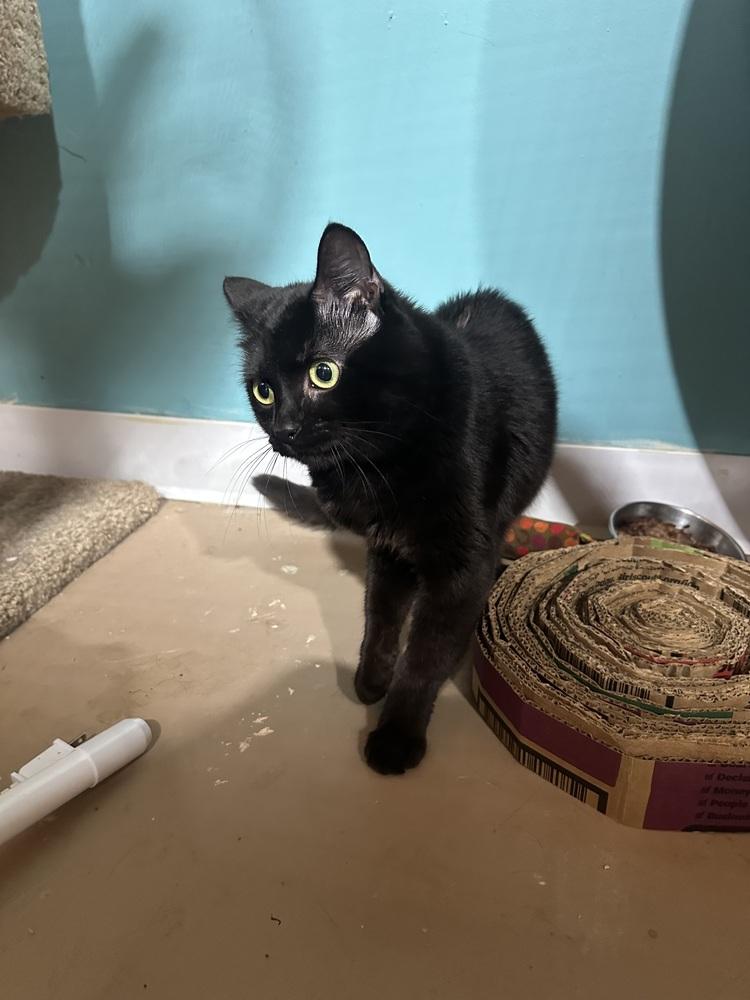 Bebe, Adoptable, Adult Male Domestic Short Hair.