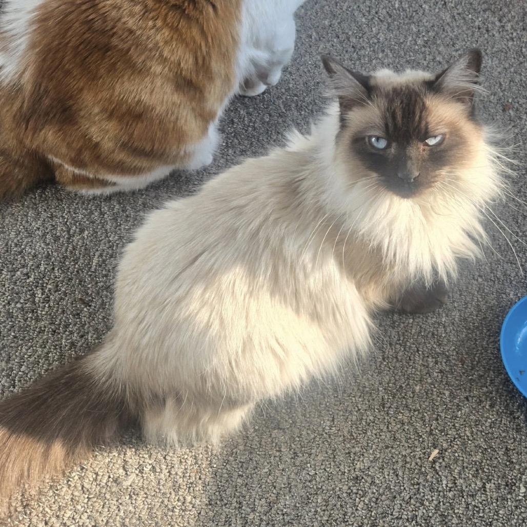 Boba, Adoptable, Young Female Himalayan & Siamese.