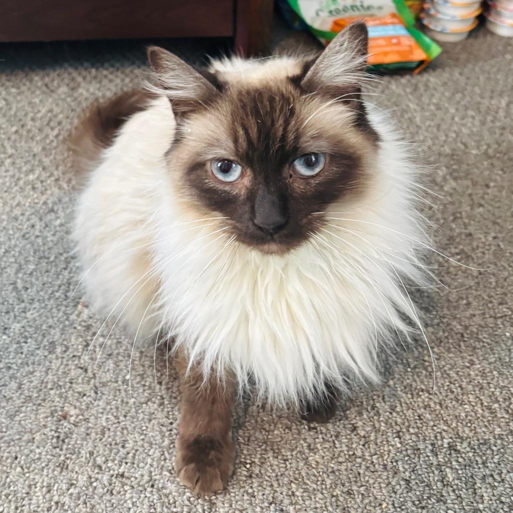 Enlarge Boba, a Adoptable mixed breed in Woodbury, NJ image 2/2