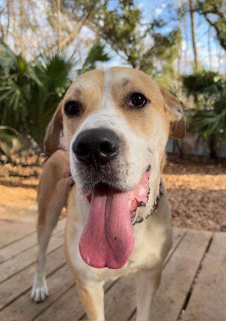 Thomas, adoptable, Young Male Mixed Breed.