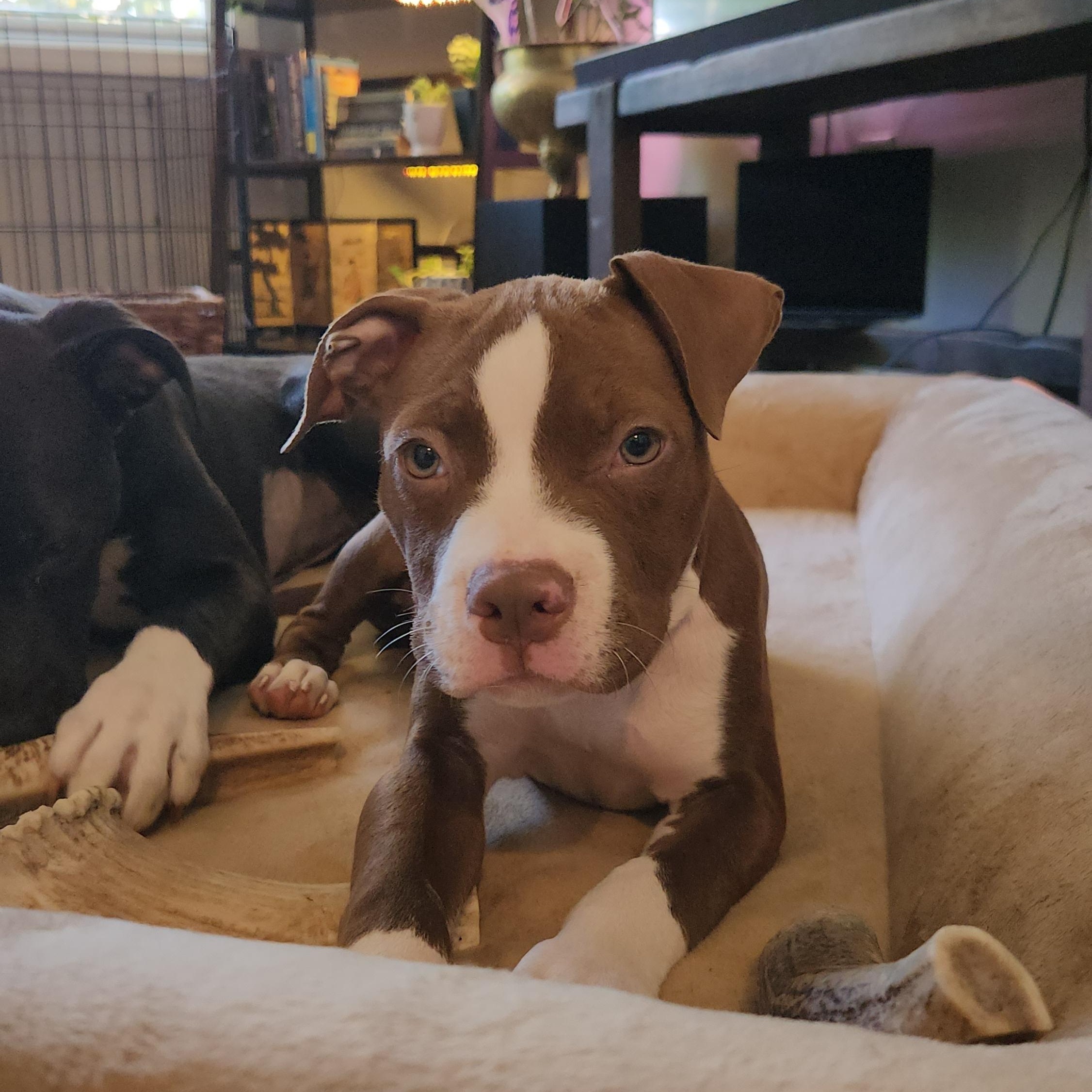 Enlarge Chestnut, a ADOPTABLE American Bully in Charlotte, NC image 3/6
