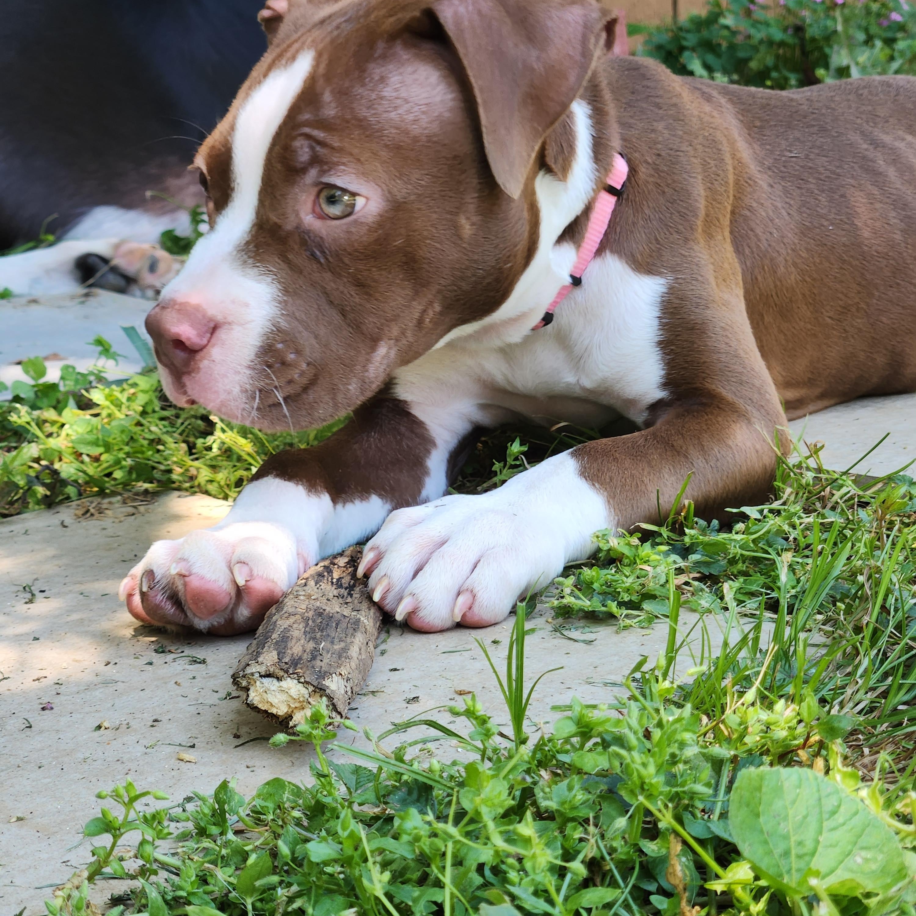 Enlarge Chestnut, a ADOPTABLE American Bully in Charlotte, NC image 5/6