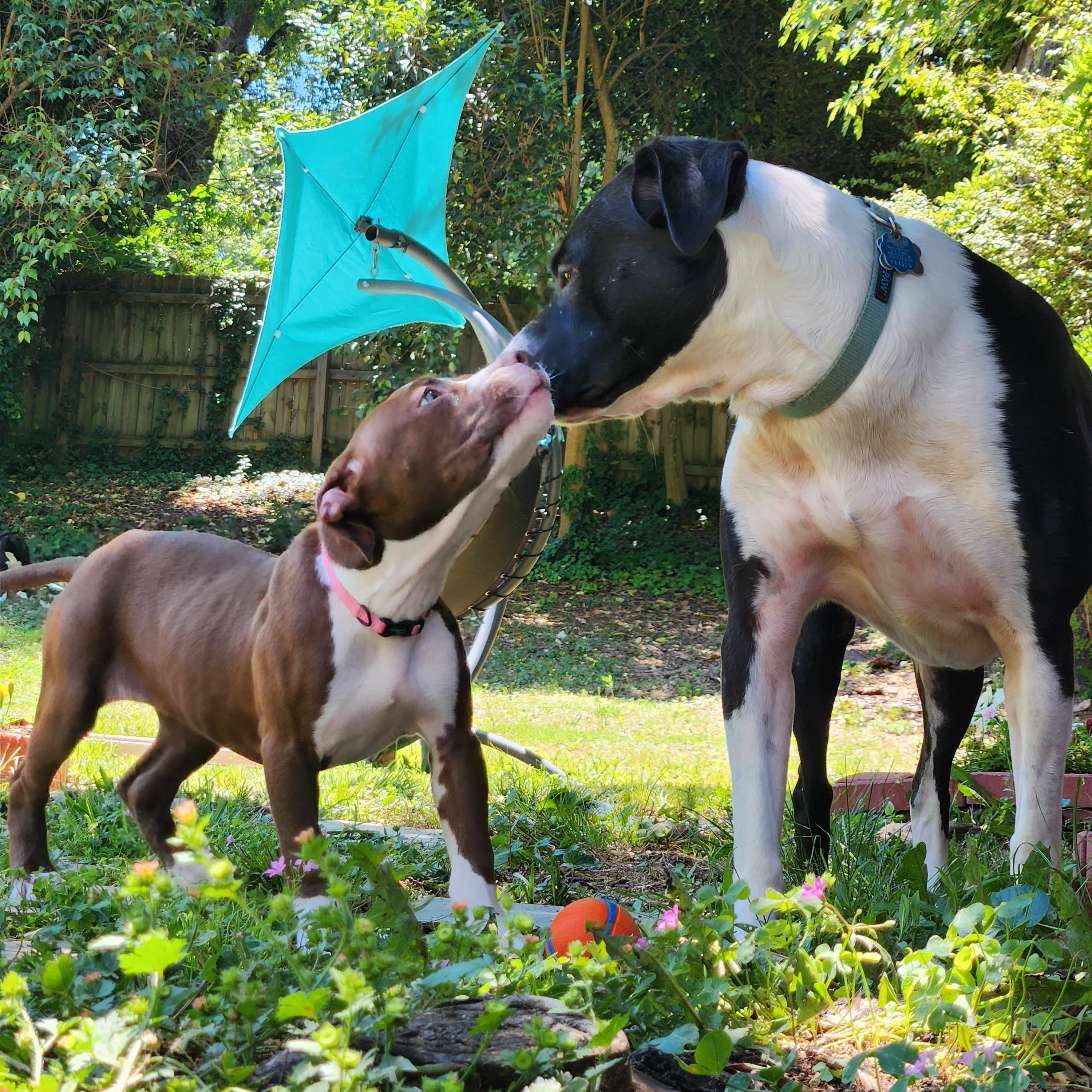 Enlarge Chestnut, a ADOPTABLE American Bully in Charlotte, NC image 2/6