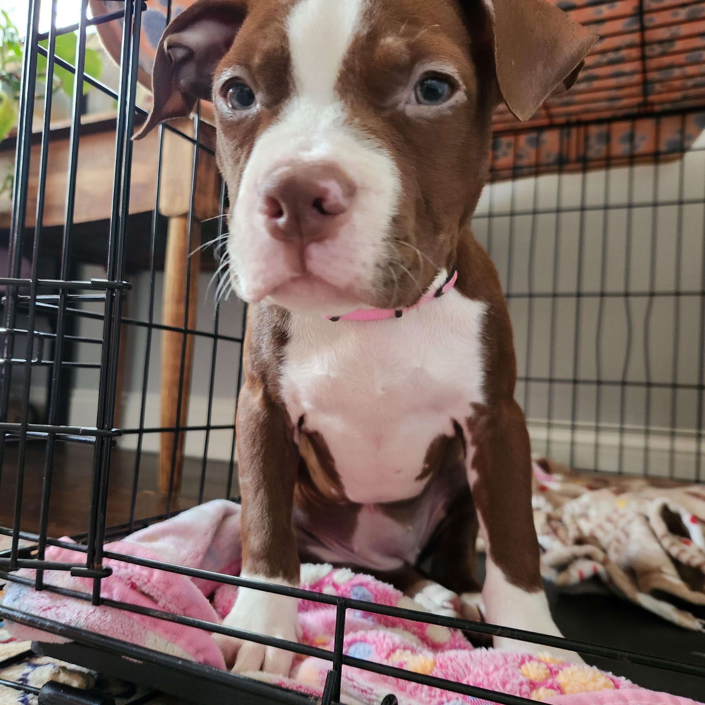 Enlarge Chestnut, a ADOPTABLE American Bully in Charlotte, NC image 4/6