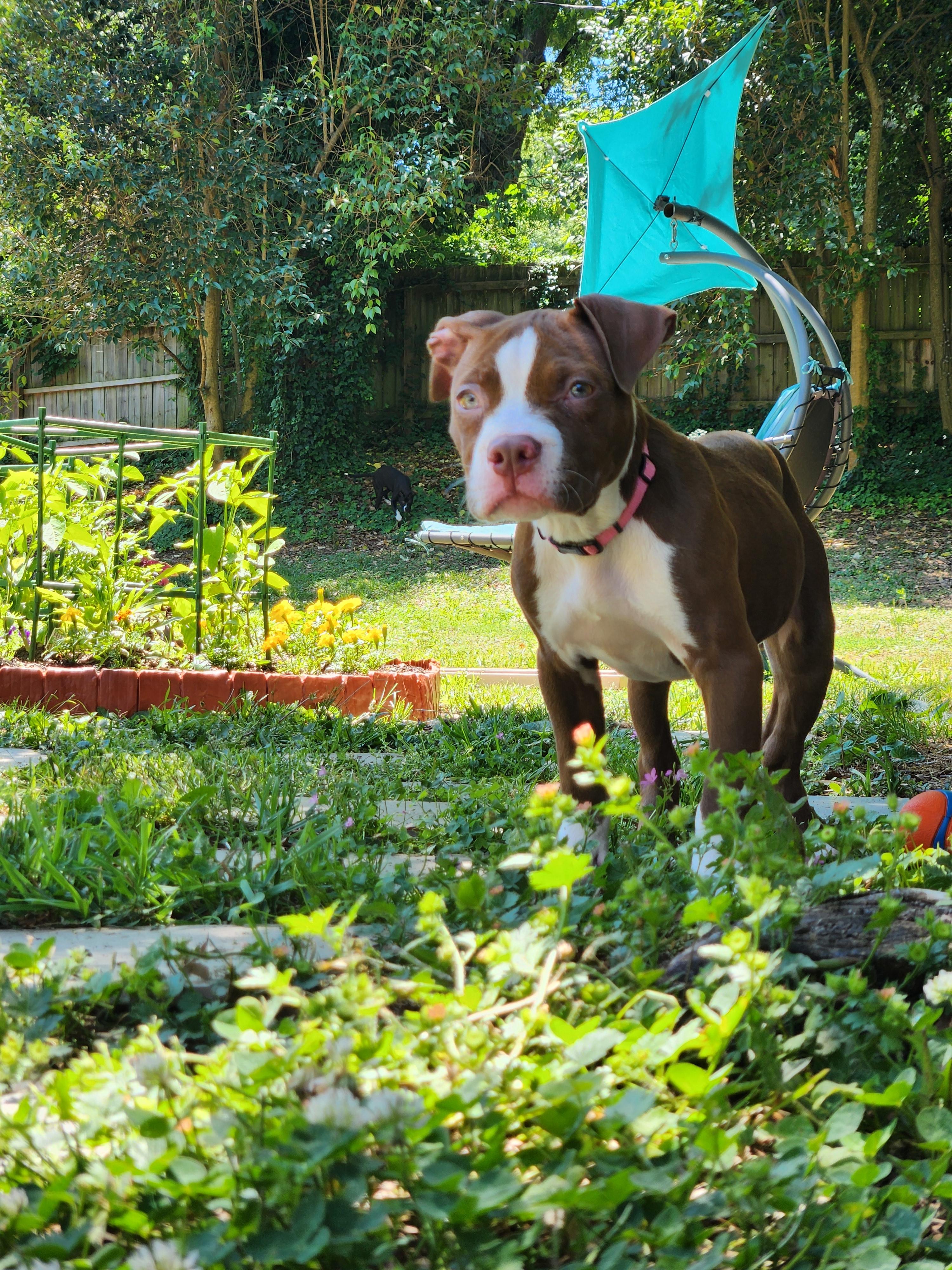 Enlarge Chestnut, a ADOPTABLE American Bully in Charlotte, NC image 6/6