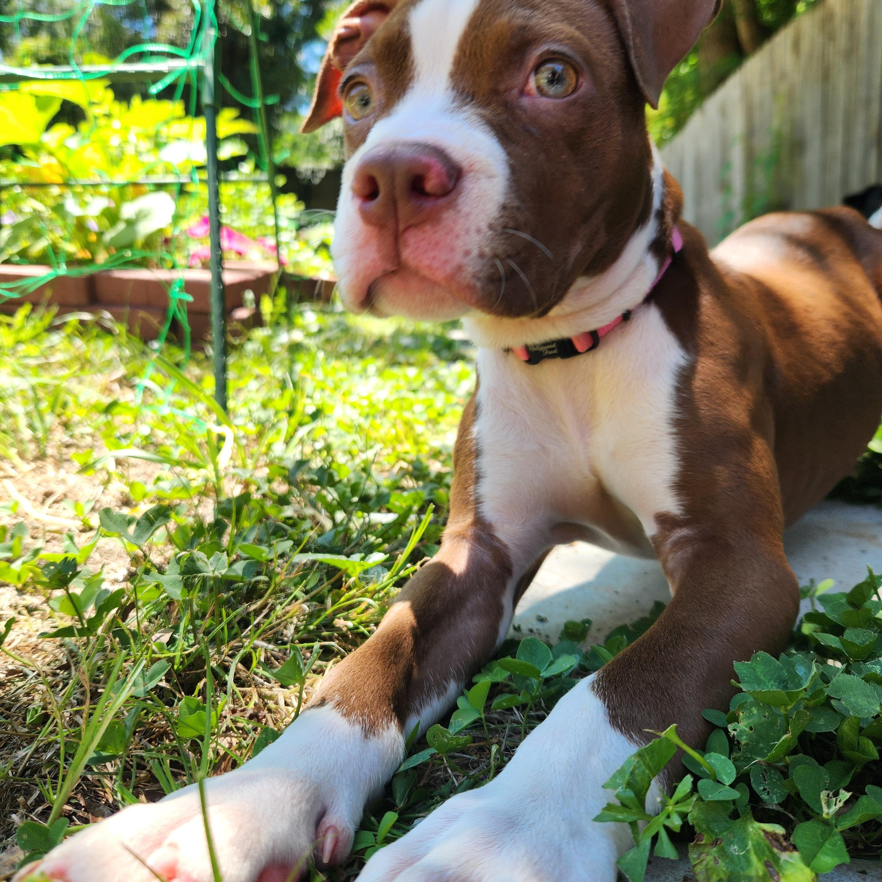 Chestnut, ADOPTABLE, Puppy Female American Bully.