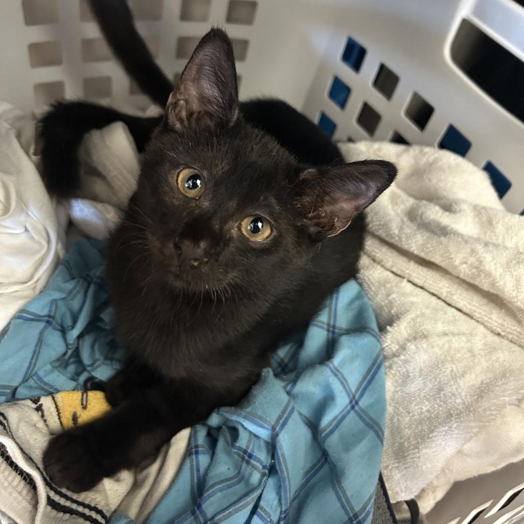 Enlarge Prozac, a Adoptable Domestic Short Hair in Yucca Valley, CA image 2/5