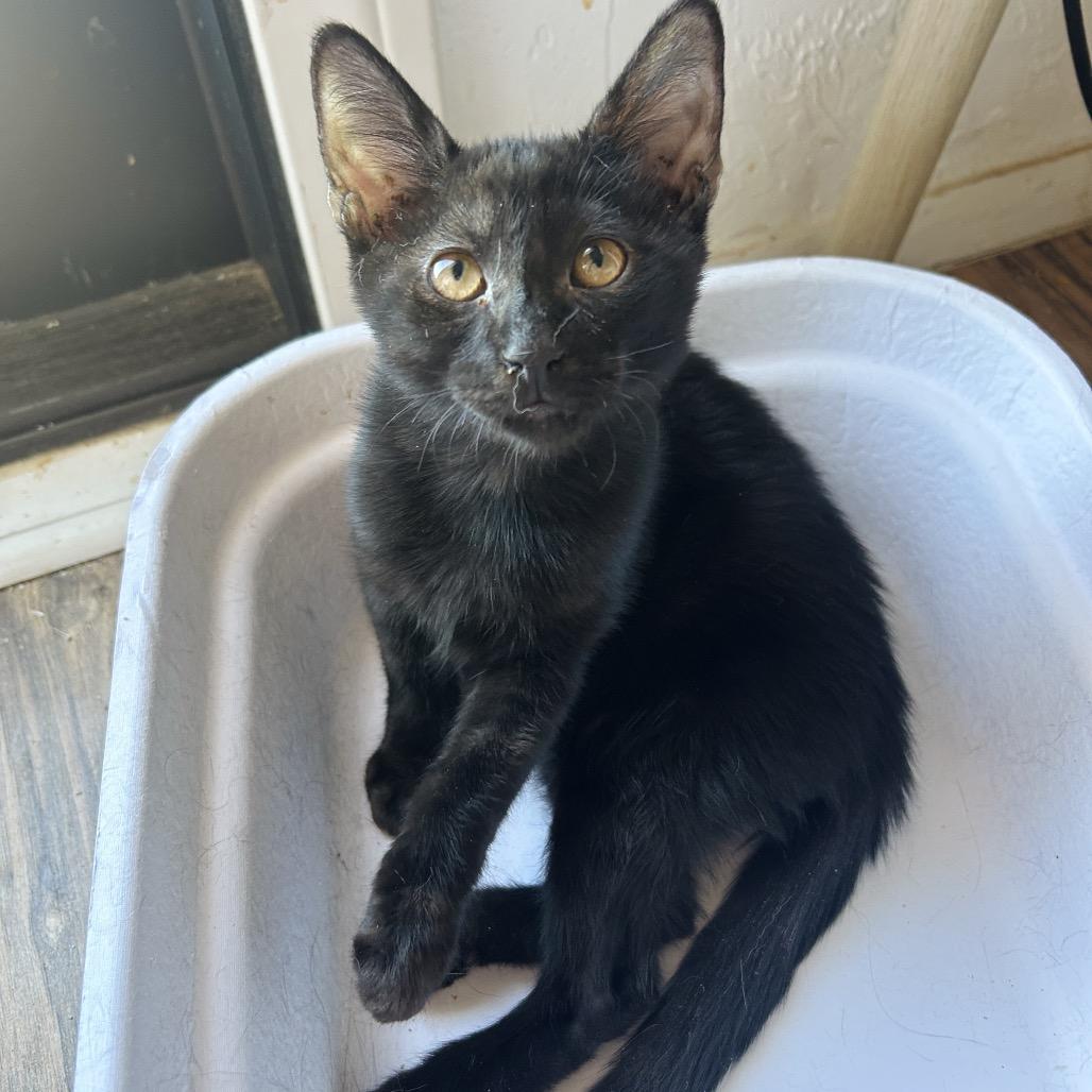 Enlarge Prozac, a Adoptable Domestic Short Hair in Yucca Valley, CA image 3/5