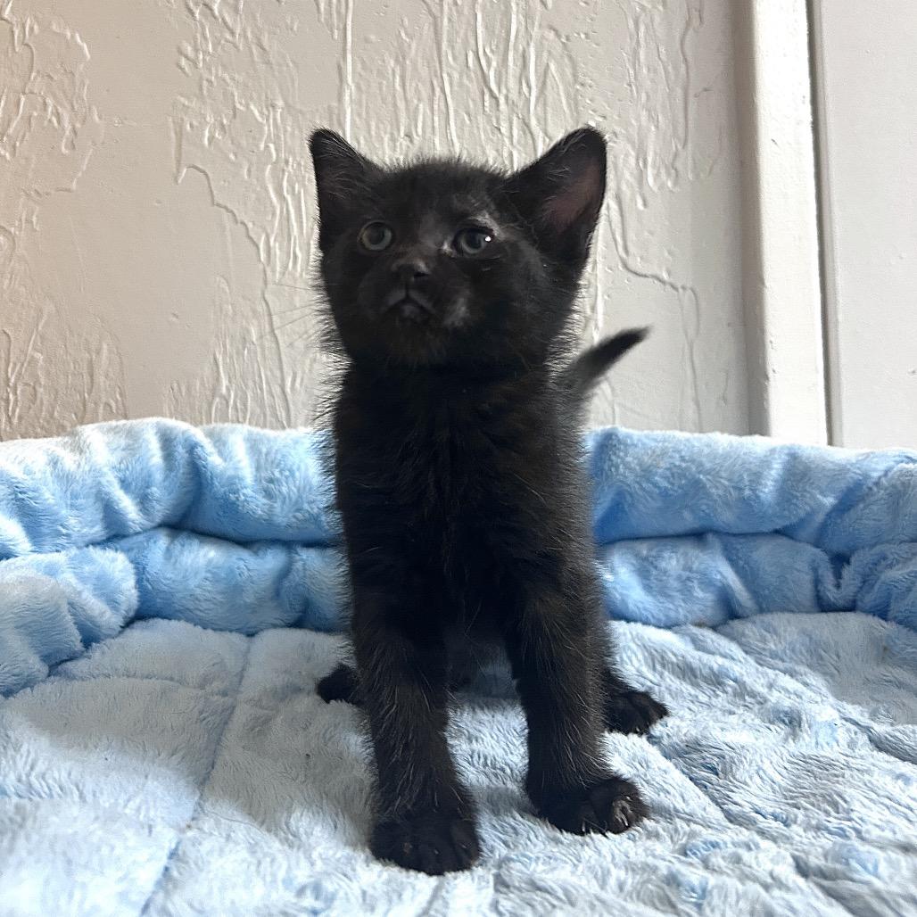 Enlarge Prozac, a Adoptable Domestic Short Hair in Yucca Valley, CA image 5/5