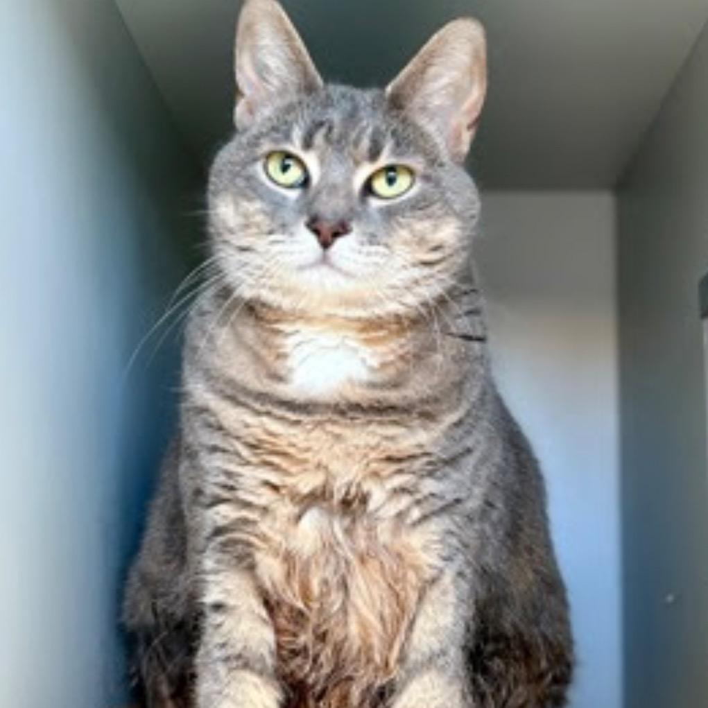 Enlarge Gwendlyn, a Adoptable Domestic Short Hair in Oceanside, NY image 1/3