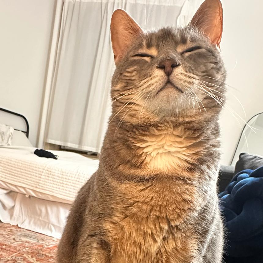 Enlarge Gwendlyn, a Adoptable Domestic Short Hair in Oceanside, NY image 2/3