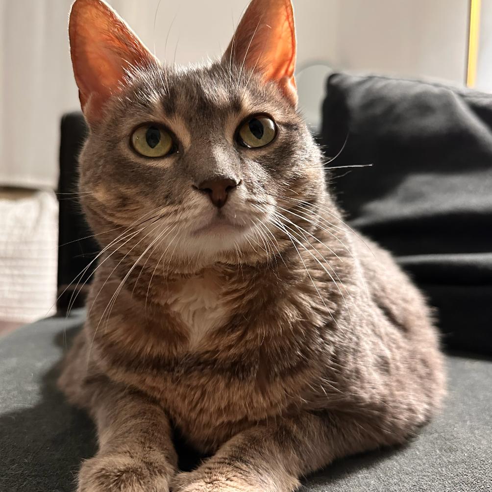 Enlarge Gwendlyn, a Adoptable Domestic Short Hair in Oceanside, NY image 3/3