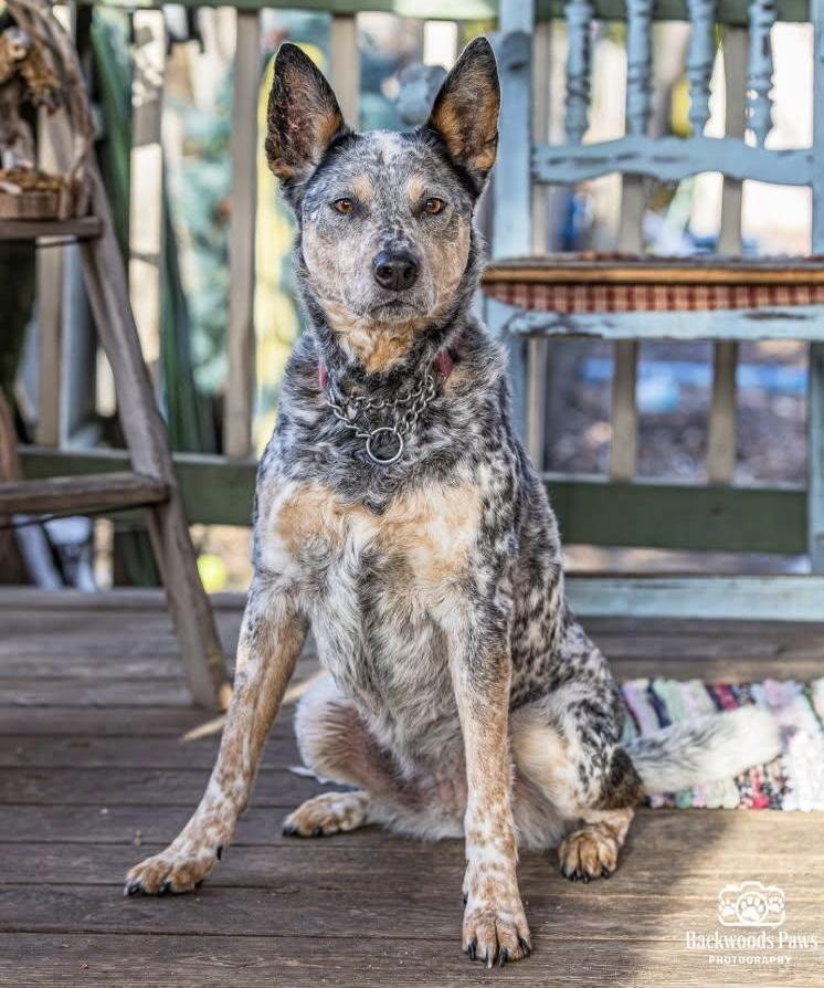 Enlarge Dixie, a ADOPTABLE mixed breed in Egg Harbor City, NJ image 2/2