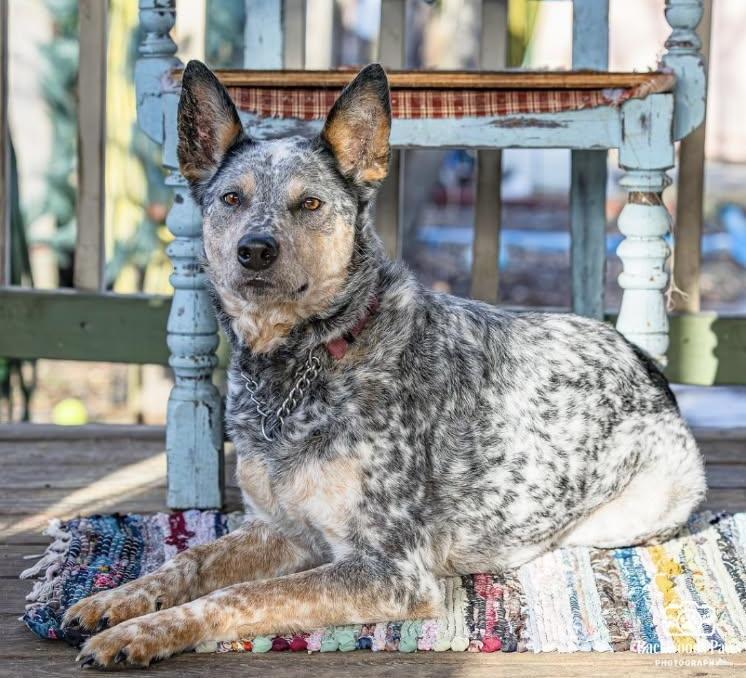 Enlarge Dixie, a ADOPTABLE mixed breed in Egg Harbor City, NJ image 1/2