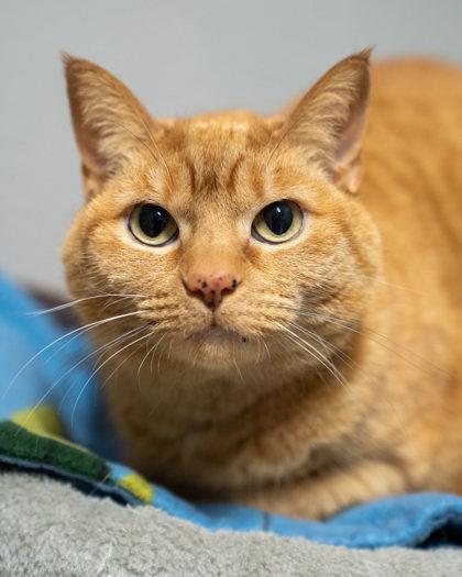 Enlarge Emma, a Adoptable Domestic Short Hair image 1/2