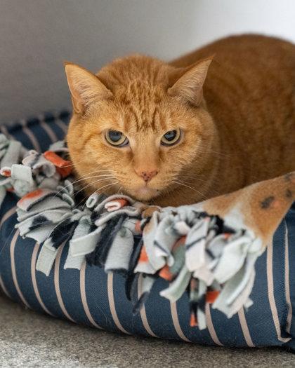 Emma, Adoptable, Adult Female Domestic Short Hair & Domestic Short Hair.