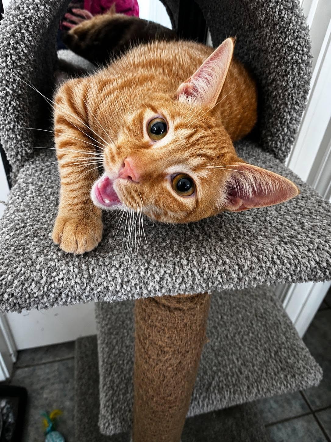Enlarge Scrambles, a ADOPTABLE Domestic Short Hair in Brentwood, CA image 6/6