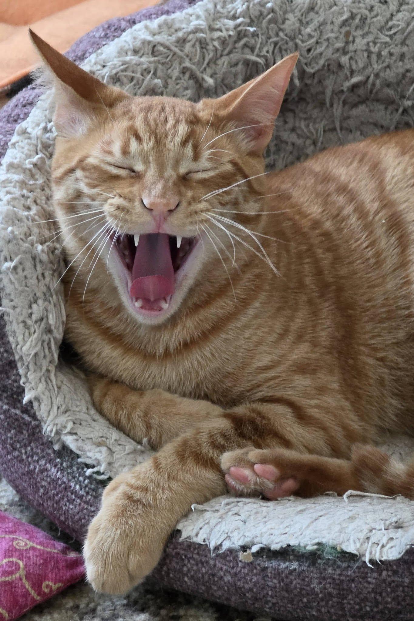 Scrambles, ADOPTABLE, Young Male Domestic Short Hair.