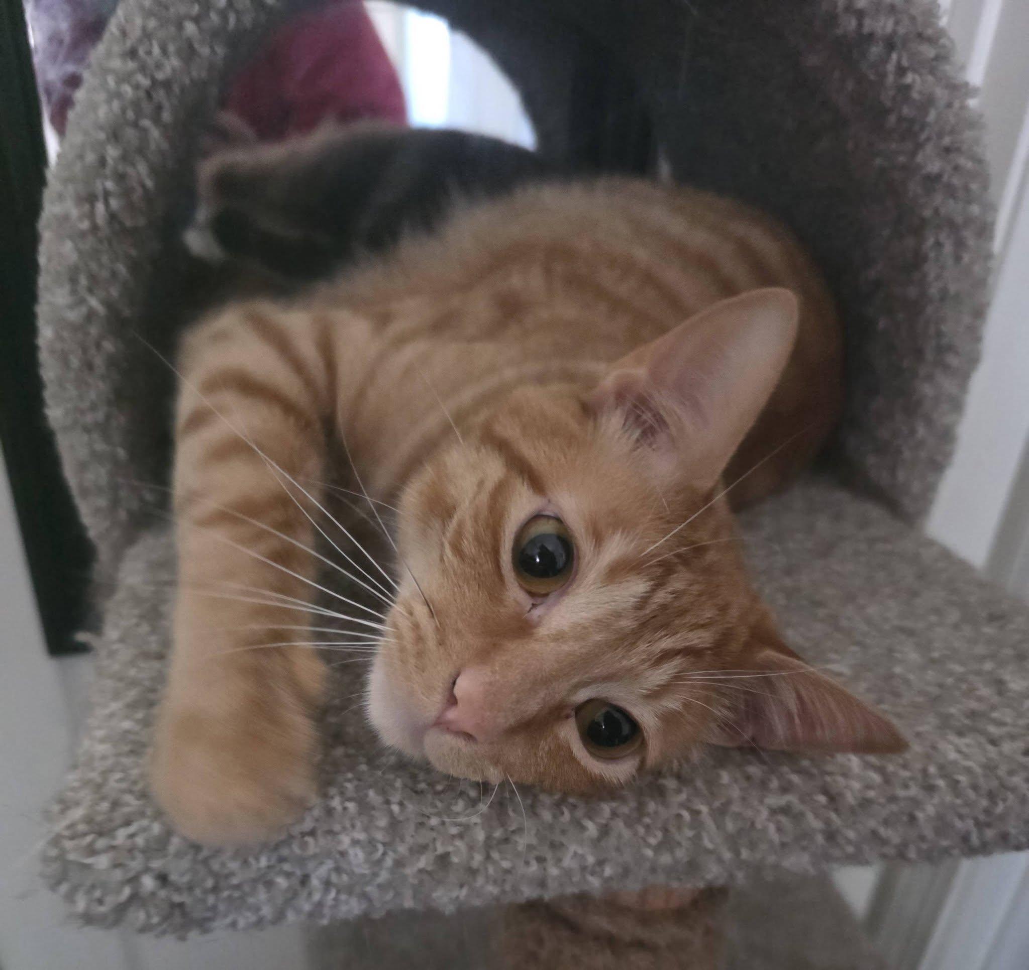 Enlarge Scrambles, a ADOPTABLE Domestic Short Hair in Brentwood, CA image 3/6