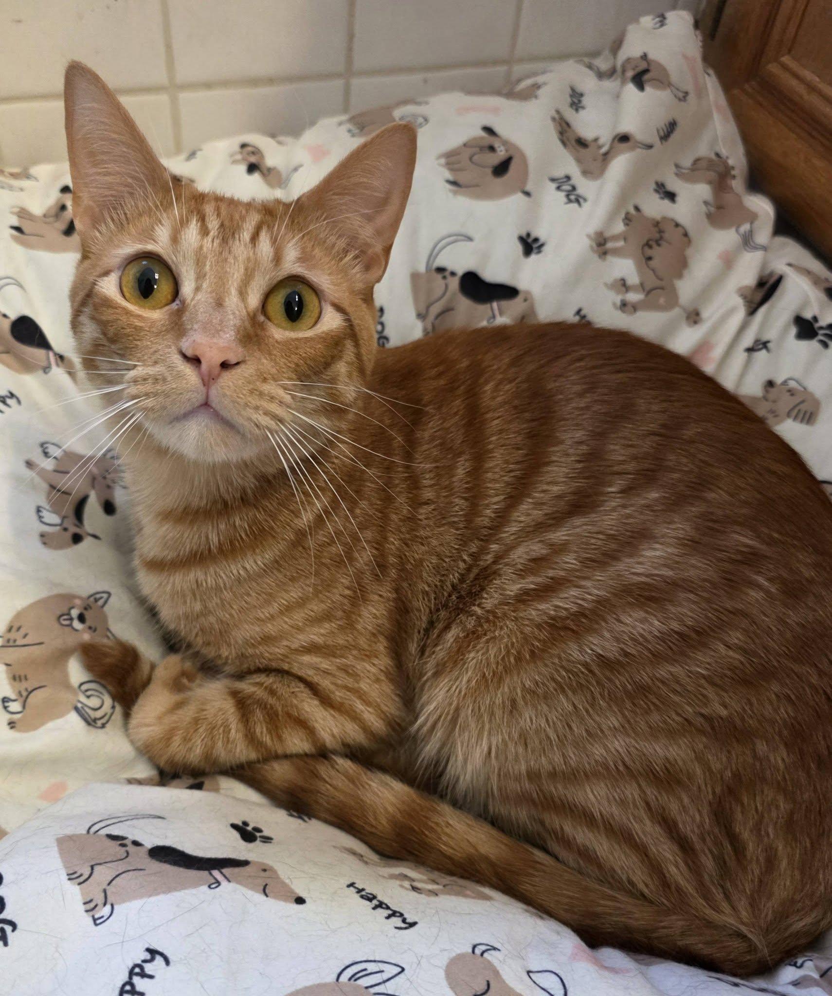 Enlarge Scrambles, a ADOPTABLE Domestic Short Hair in Brentwood, CA image 5/6