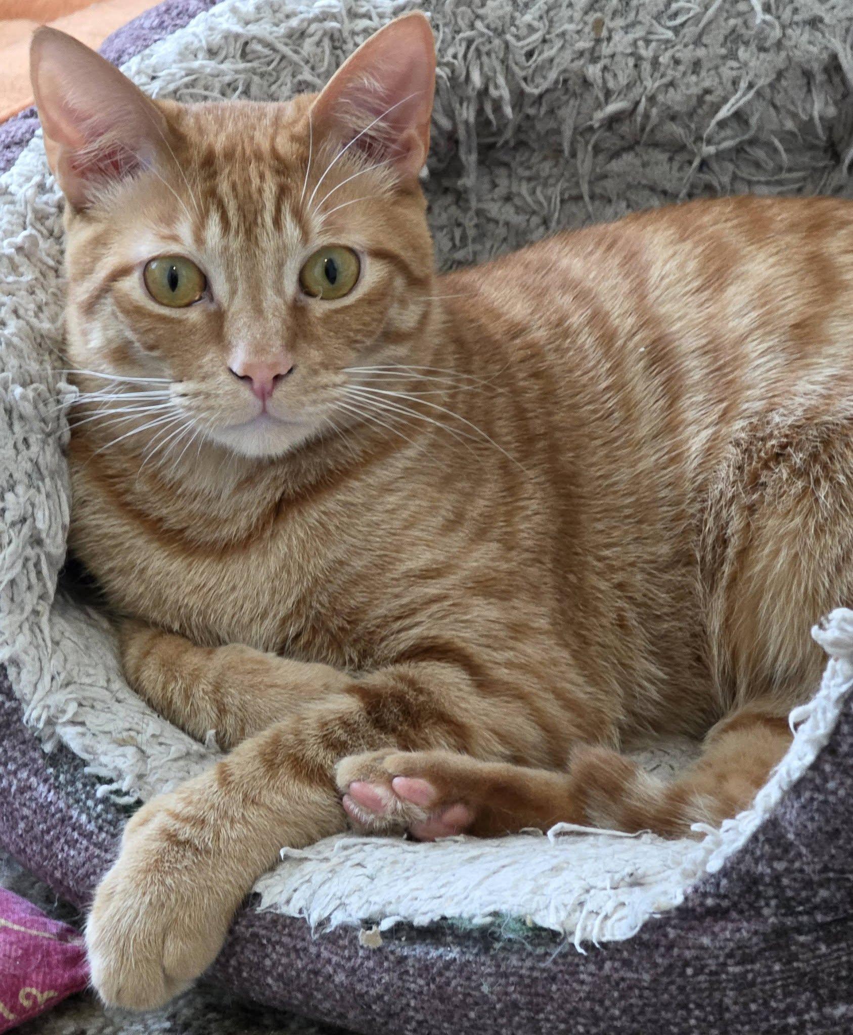 Enlarge Scrambles, a ADOPTABLE Domestic Short Hair in Brentwood, CA image 4/6
