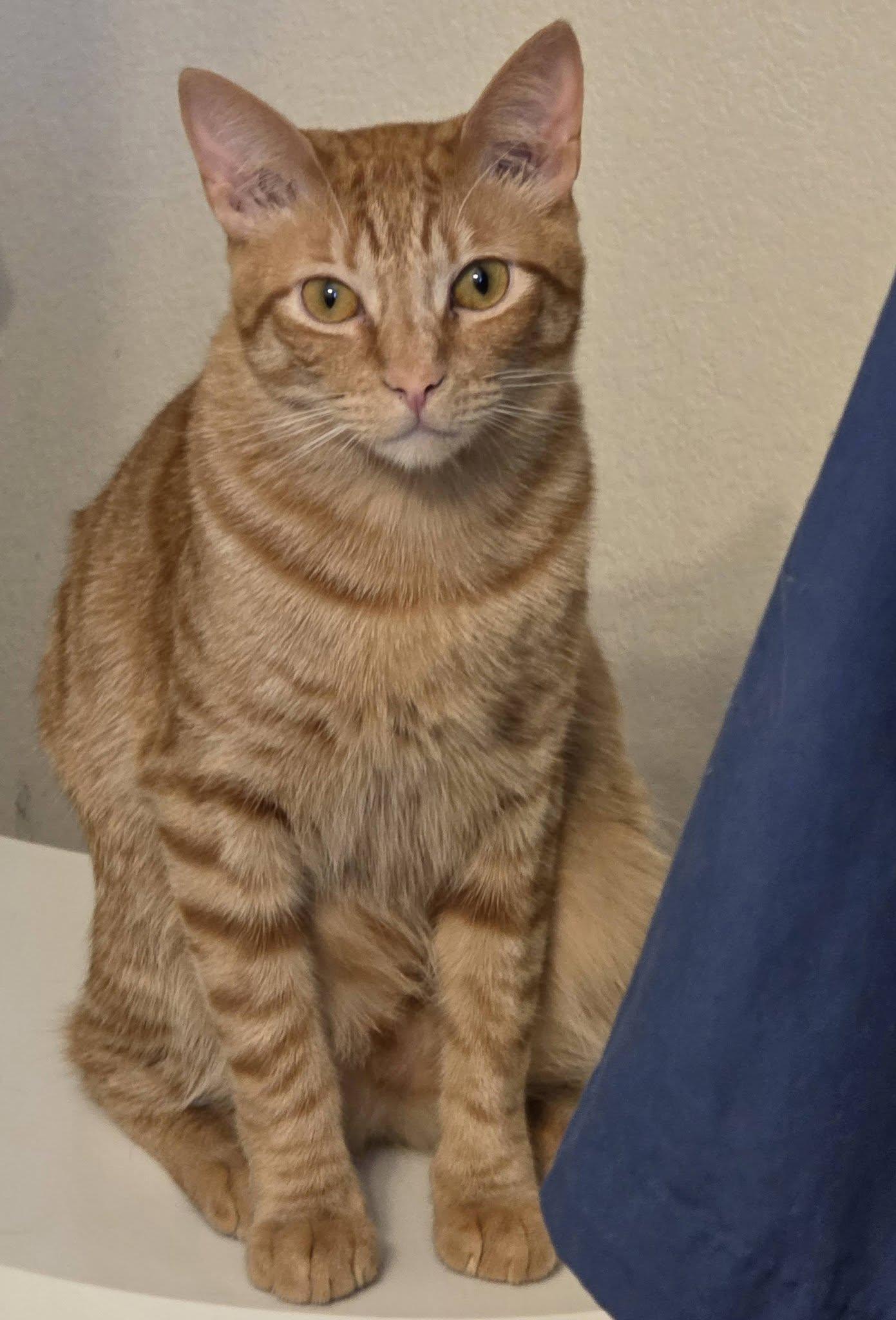 Enlarge Scrambles, a ADOPTABLE Domestic Short Hair in Brentwood, CA image 2/6
