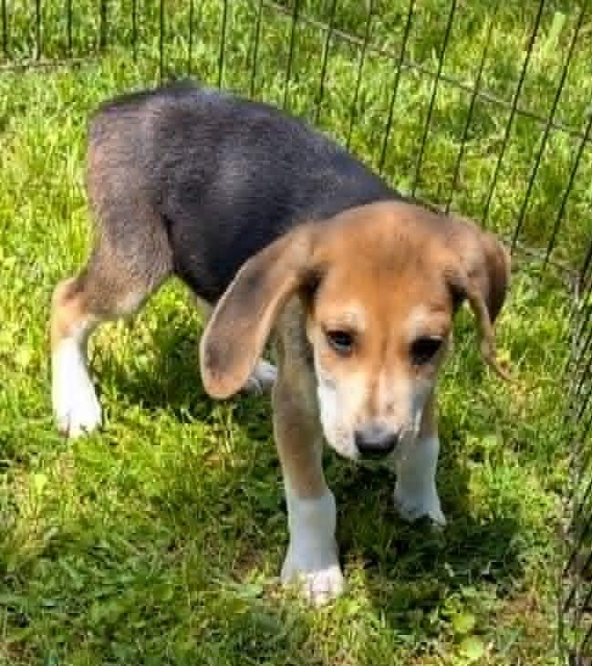 Enlarge Archie, an adopted Beagle in Watertown, CT image 3/4