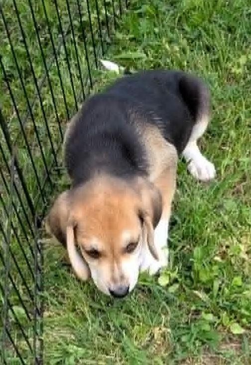 Enlarge Archie, an adopted Beagle in Watertown, CT image 4/4