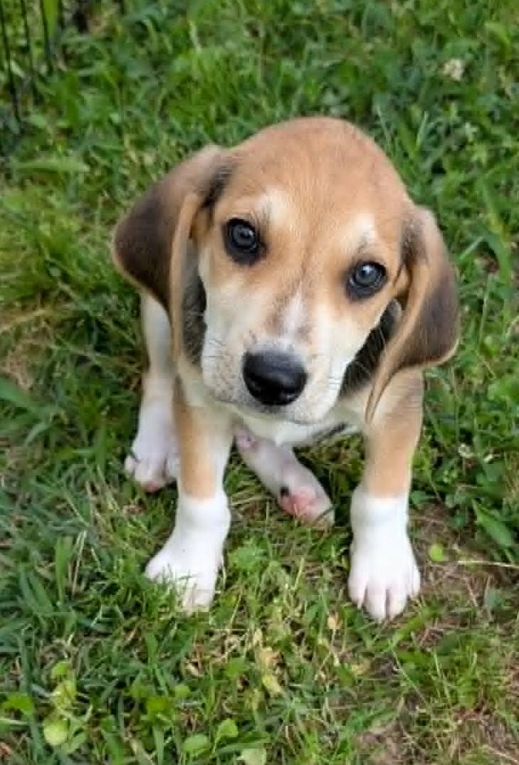 Enlarge Archie, an adopted Beagle in Watertown, CT image 2/4