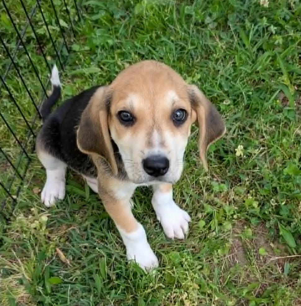 Archie, adopted, Puppy Male Beagle.